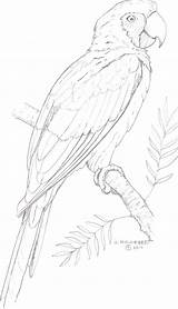 Bird sketch template