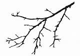 Coloring Tree Branches Pages Branch Bare sketch template