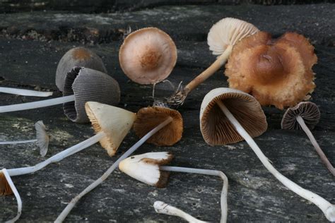 distracted naturalist  brown mushroom