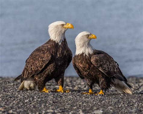 11 Amazing Things About America S Symbol The Bald Eagle