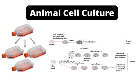 animal cell culture types application advantages  disadvantages