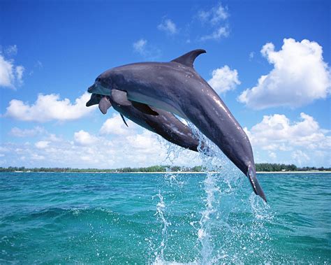 die swim  dolphins