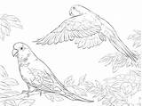 Kleurplaat Pappagalli Dibujos Loro Papegaaien Filou Villa Parrots Colorare Adultos Disegni Papegaai Parrot Budgies Papuga Quaker sketch template
