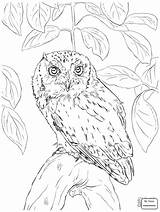 Owl Burrowing Drawing Coloring Getdrawings Sheets sketch template
