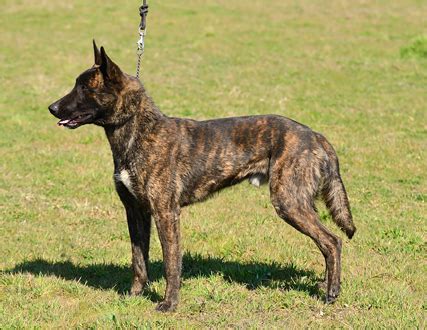 dutch shepherd dog info temperament puppies training pictures
