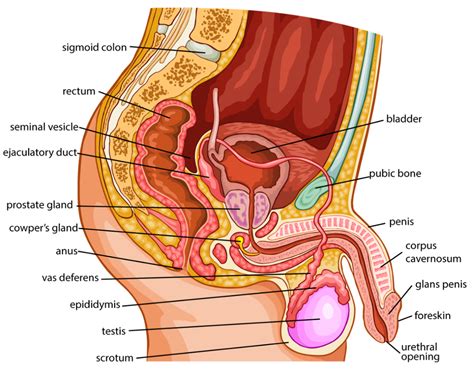 Male Reproductive Organ