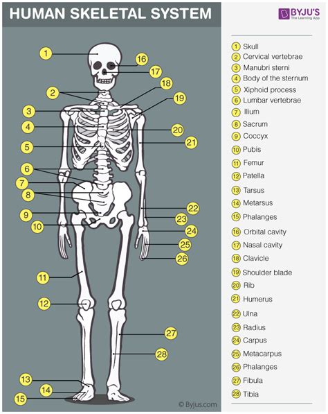 explain     discovered skeleton science body