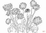 Coloring Dandelion Daisies Pages Gerbera Printable Color Getcolorings Colorings Getdrawings sketch template