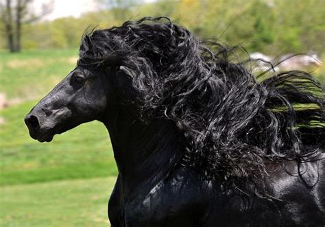 ”世界で最もハンサムな馬”、マジでカッコよすぎて世界中で話題 ポッカキット