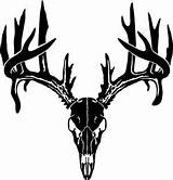 Deer Skull Buck Clipart Clip European Decal Head Antlers Hunting Tine Sticker Stencil Silhouette Mount Drawing Drop Vector Amazon Hunter sketch template