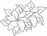 Poinsettia Coloring Pages Printable Kids sketch template