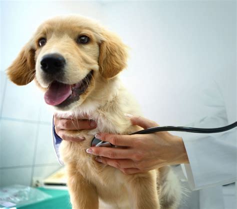 pet wellness exams   important brownswitch pet hospital brownswitch pet hospital