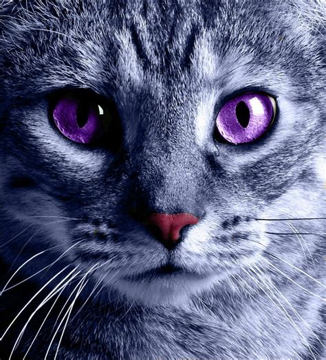 Violet Beautiful Cats Pictures Beautiful Cats Cats
