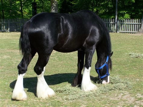 tallest clydesdale horses pros  cons clydesdale horse clydesdales pinterest