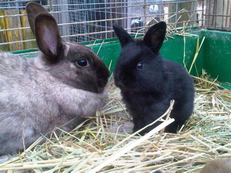 Rabbit Rescue Groups Launch Campaign To Save 800 Rabbits In Canmore