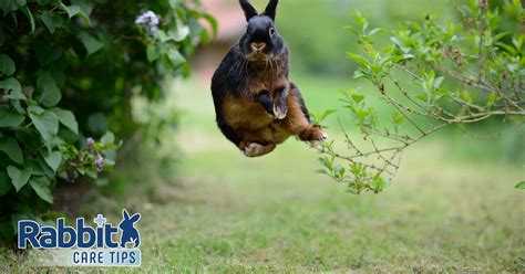 high  rabbits jump rabbit care tips