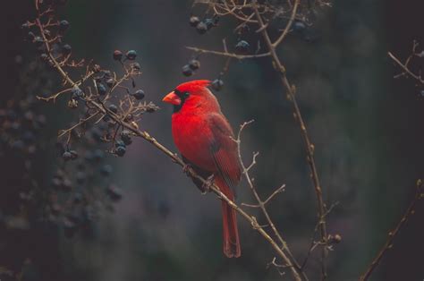 wallpaper cardinal bird branches color red hd widescreen high definition fullscreen