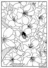 Coloring Flowers Cherry Flower Pages Printable Tree Adult Adults Color Kids Mizu Print Pattern Simple Fleurs Et Book Exclusive Coloriage sketch template