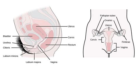 what biology class didn t teach you about owning a vagina headstuff