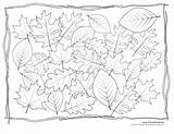 Coloring Leaf Pages Kids Templates Leaves Different Printables Oak Printable Drawing Four Collection Magnolia Getdrawings Maple Depicts Collected Second Has sketch template