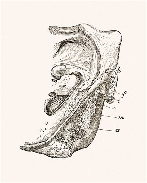 clitoris vectoriels et illustrations libres de droits istock
