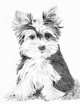 Yorkie Terrier Pencil Cachorro Desenhar Chien Realista Zeichnen Tekeningen Moe Teacup Chiot Pesquisa Thepetsguides Mydogpets Tenacious sketch template