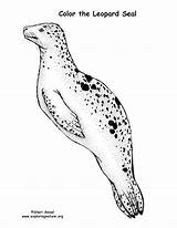 Seal Leopard Sponsors Wonderful Support Please sketch template