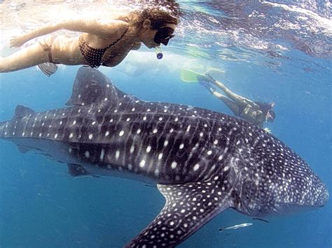 Donsal Philippines Up Close To Whale Sharks The