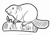 Beaver Coloring Pages Beavers Print Printable Books sketch template