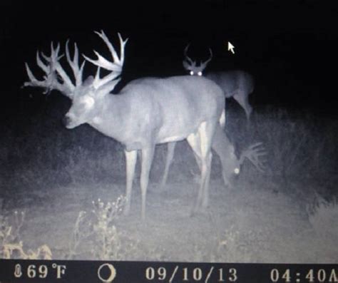 20 Monster Bucks Caught On Trail Cam [pics] Wide Open Spaces