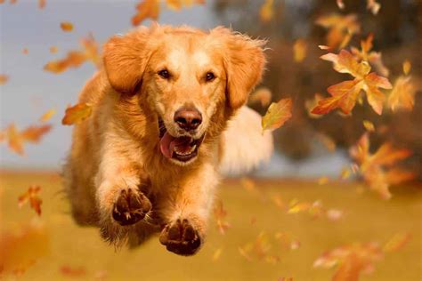 golden retriever friendly smart dog  ideal pet  families