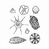 Shells Sea Sells Stamp She Set Davenport Jane Stamps Supplies Shop sketch template