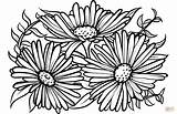 Aster Coloring Pages Drawing sketch template