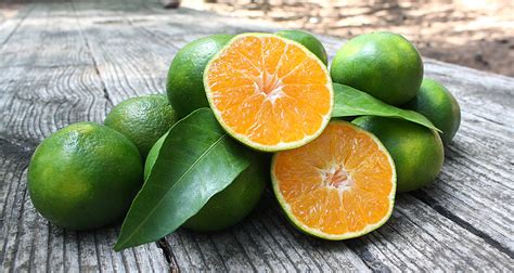 miyagawa il mandarino verde dal gusto straordinario
