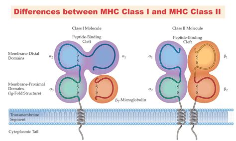 mhc class   mhc class ii protein microbe