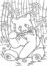 Panda Coloring Pages Red Cute Fu Kung Bamboo Cutest Kleurplaat Eating sketch template