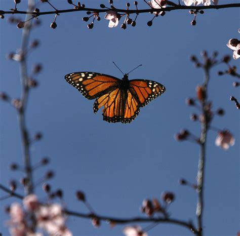 latest count finds sharp decline  monarch butterflies wintering  california sfgate