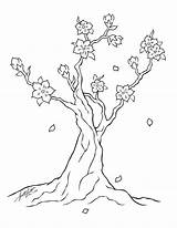 Blossom Cherry Coloring Tree Clipart Line Printable Pages Library sketch template