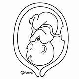 Embarazada Feto Embarazo Maternidad Embrionario Desarrollo Nacimiento Panza Prenatal Etapa Embarazadas Etapas Mama Remeras Batas Buscadas Parto Vientre Barriga Ventre sketch template