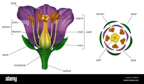 generalized flower  parts left diagram showing arrangement  floral parts  cross