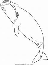 Bowhead Balena Balene Baleine Malvorlage Colorare Lightupyourbrain Kategorien Disegnidacoloraregratis sketch template