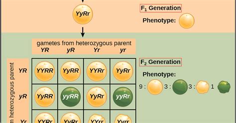 Dihybrid Punnett Square Explained Mendel S Laws