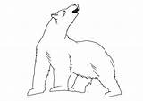 Polar Bear Coloring Pages Large sketch template