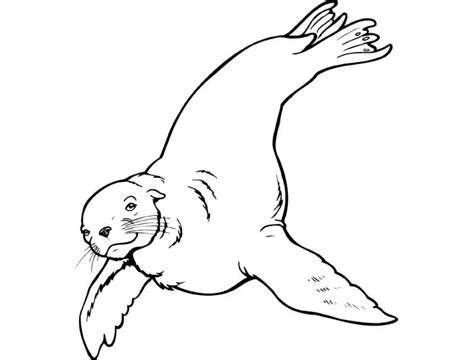 sea lion coloring pages realistic lion coloring pages  getcolorings