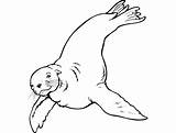 Sea Lion sketch template