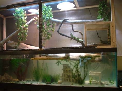 bearded dragon habitat  images water dragon chinese water