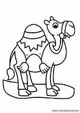 Camellos sketch template