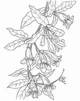Coloring Pages Flower Vine Flowers Wild Trumpet Adult Color American Dover Botany Book Drawing Printable Wildflowers Wildflower Publications Doverpublications Lillard sketch template