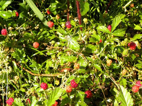 average quilter blackberry bush