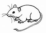 Rato Colorir Maus Cute Ausmalbilder Drawings Mice Ecosia sketch template